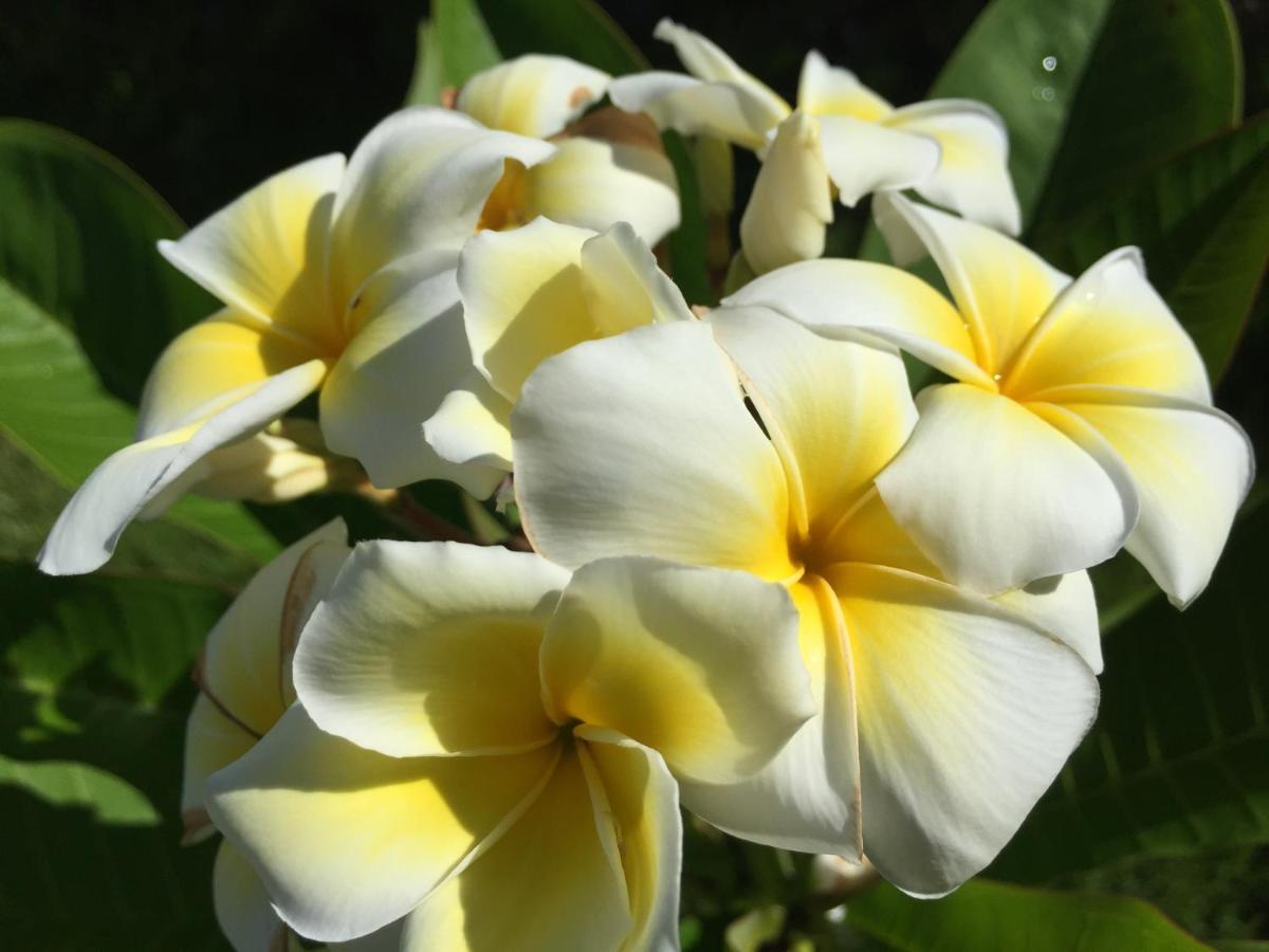 Guest House Annsea Ishigaki  Exterior foto