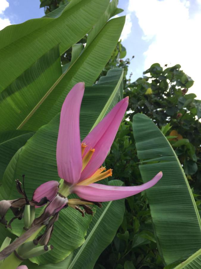 Guest House Annsea Ishigaki  Exterior foto