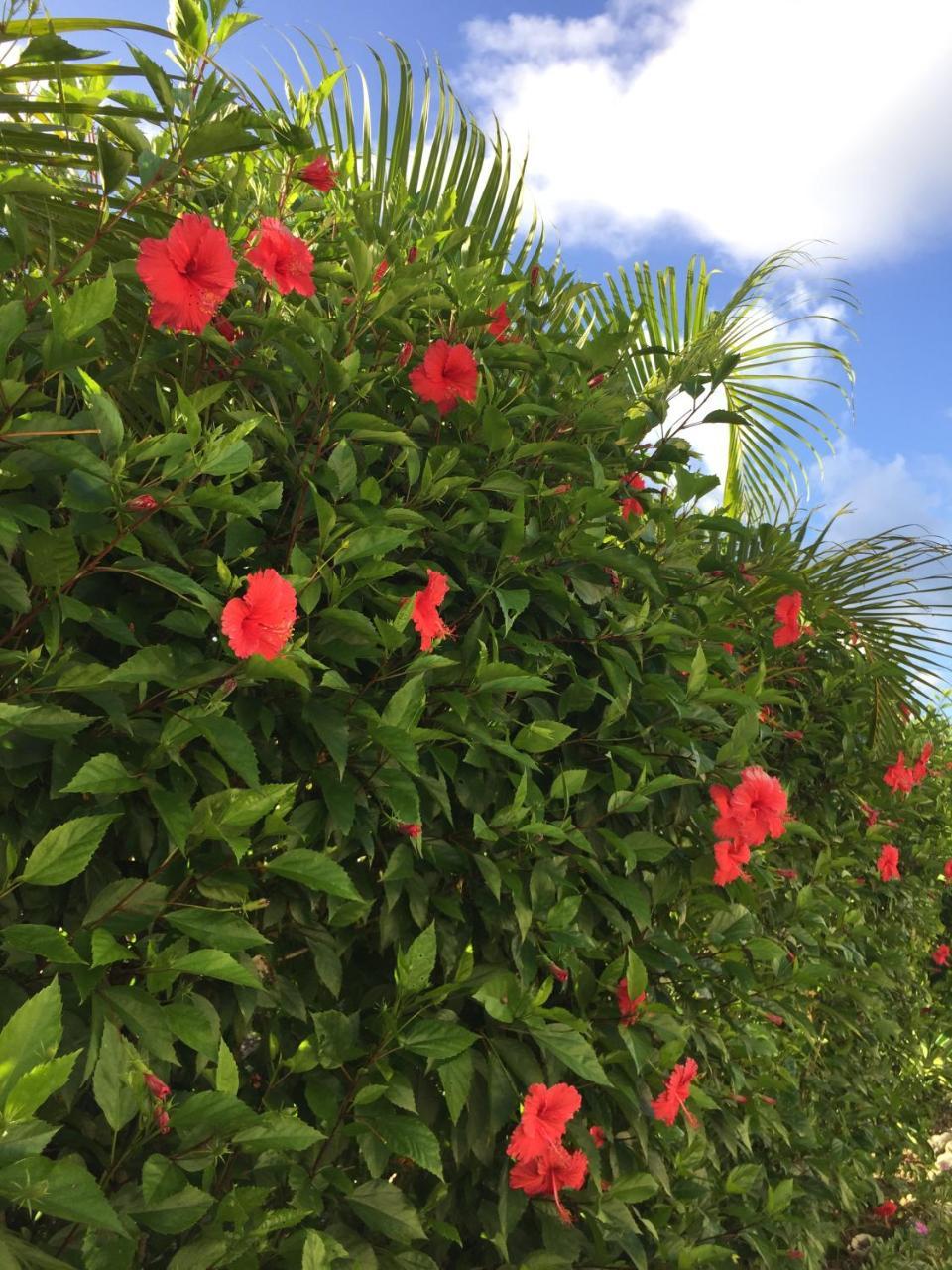 Guest House Annsea Ishigaki  Exterior foto